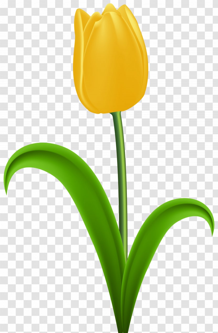 Tulip Yellow Flower Clip Art - Flowering Plant - Transparent Transparent PNG