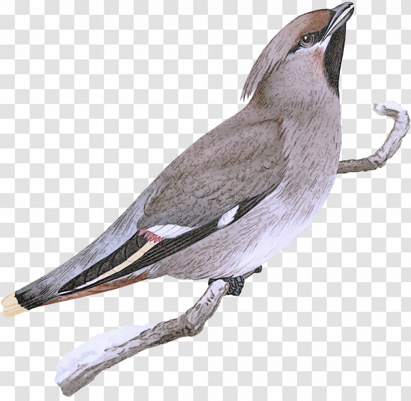 Bird Beak Waxwing Perching Bird Transparent PNG