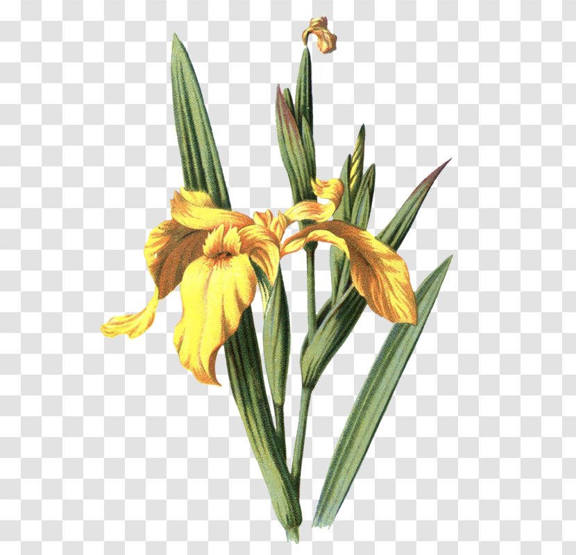 Iris Pseudacorus Drawing Variegata - Photography - Flower Transparent PNG