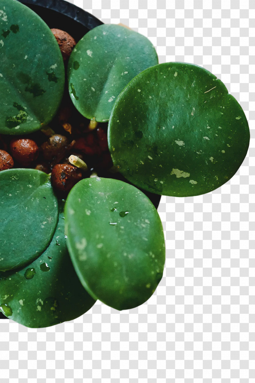 Leaf Science Biology Plants Plant Structure Transparent PNG