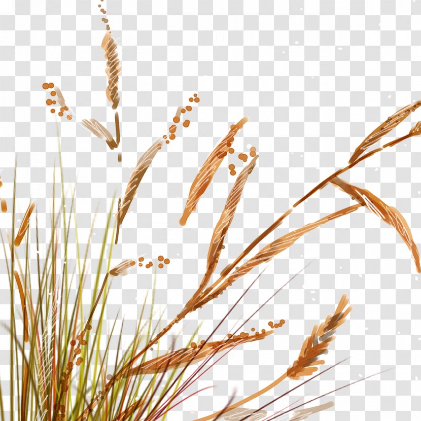 Painted Reed Grass - Twig - Motif Transparent PNG