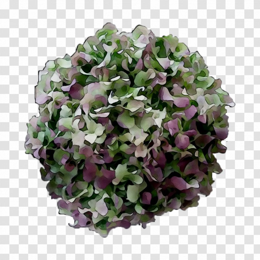Hydrangea Cut Flowers Annual Plant Plants - Hydrangeaceae - Flowering Transparent PNG