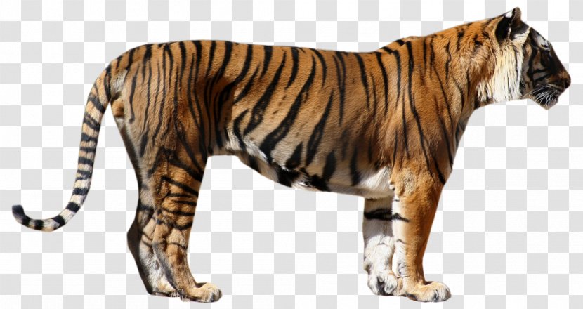 Tiger Big Cat Fur Wildlife Transparent PNG