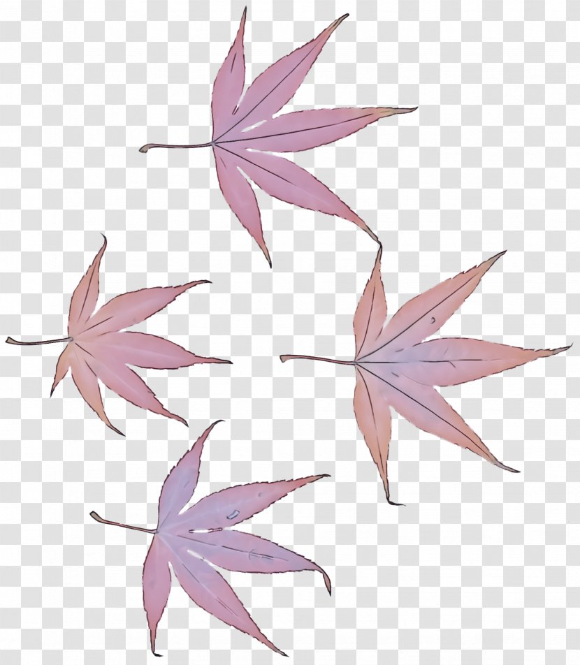 Maple Leaf - Sweet Gum Transparent PNG