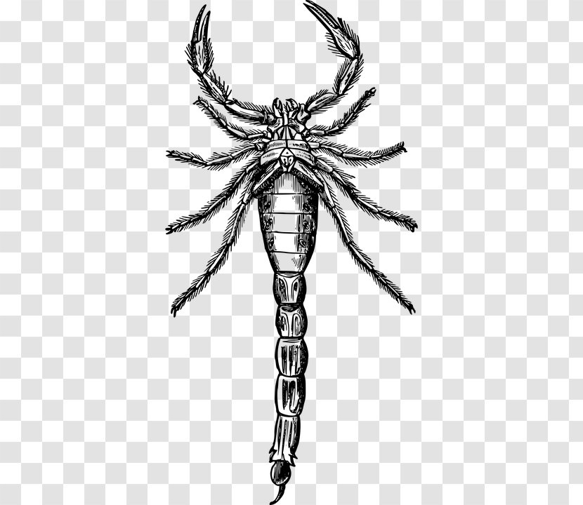 Clip Art Scorpion Drawing Image Stock Photography - Symmetry Transparent PNG