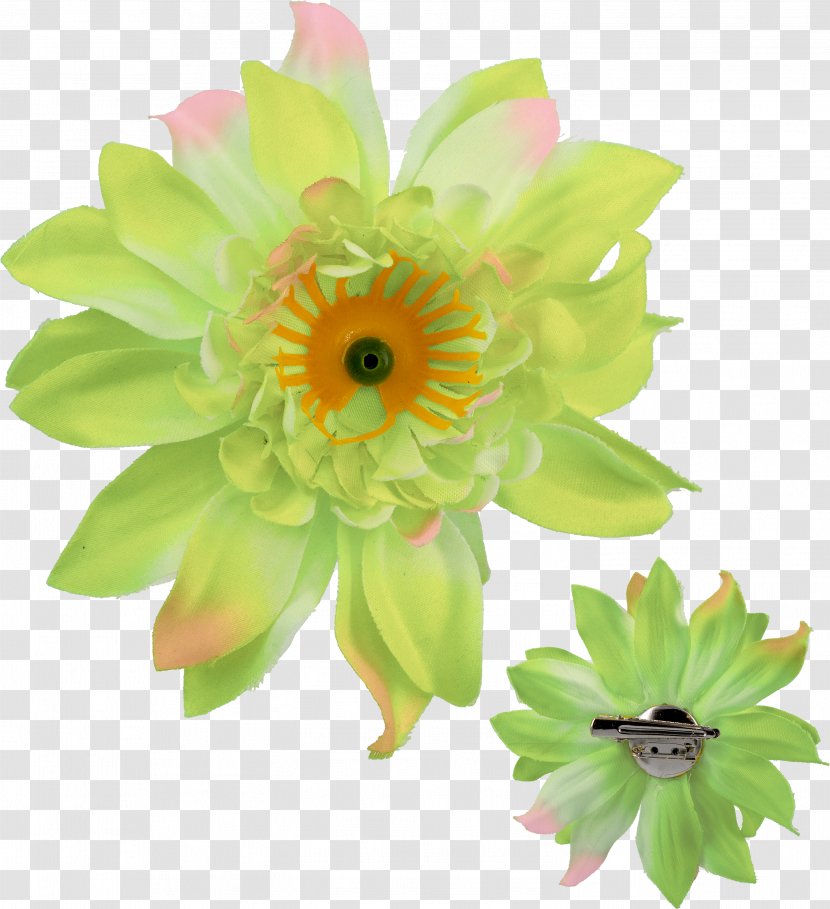 Transvaal Daisy Rintaneula Cut Flowers Floral Design Diameter - Wife - Hius Ja Kauneus Peili Transparent PNG