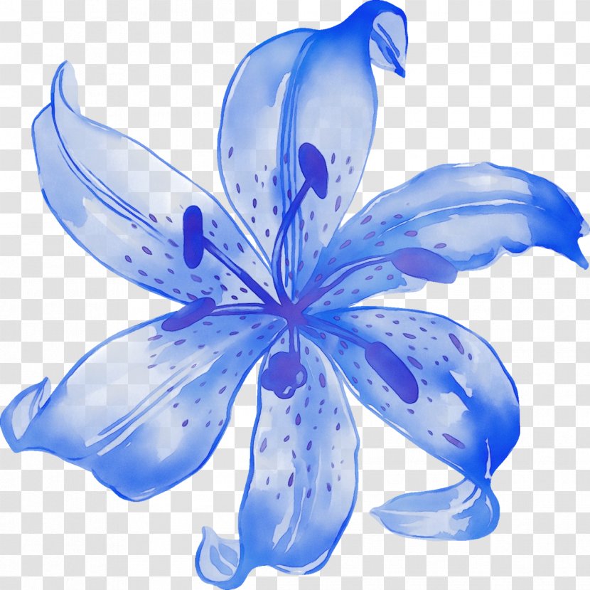 Petal Blue Flower Plant Lily - Wildflower Herbaceous Transparent PNG