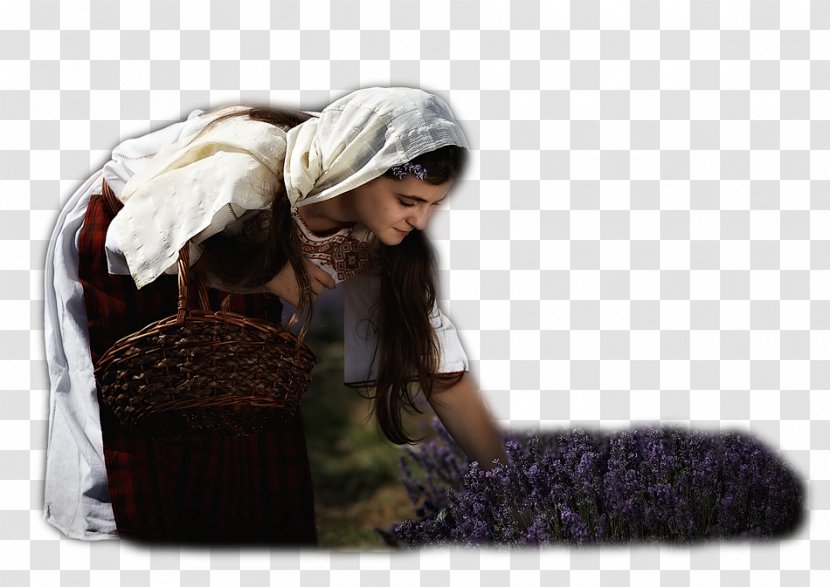 Rose Valley, Bulgaria Miss Universe Lavender Photography Baba Marta - Silhouette - Flower Transparent PNG