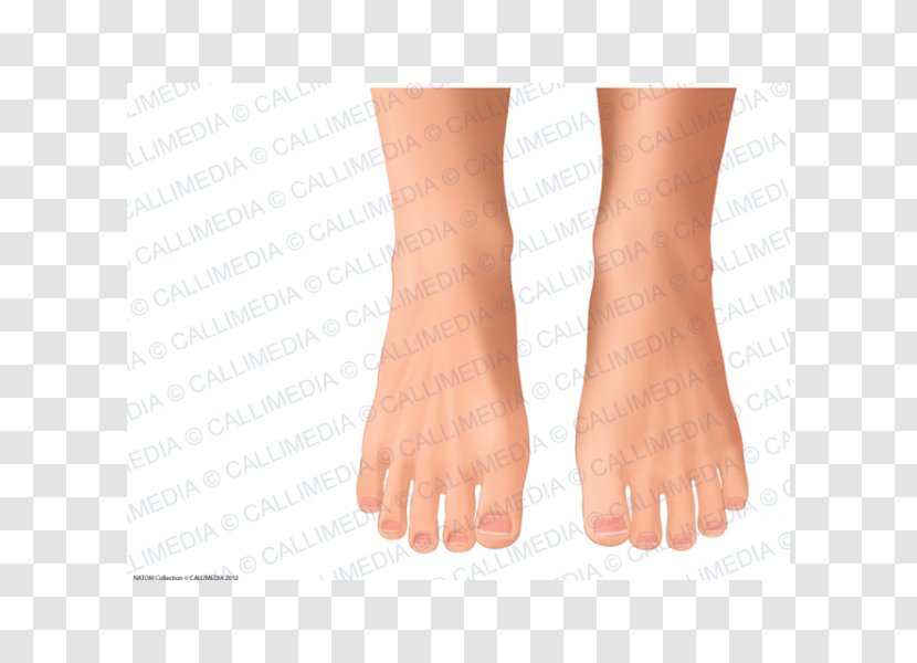 Nail Toe Sole Thumb Ankle - Frame Transparent PNG