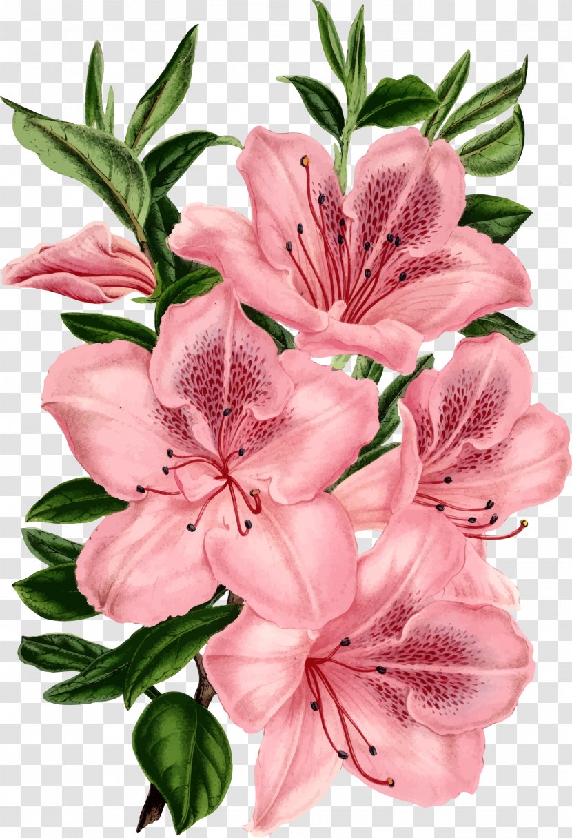 Drawing Pink Flowers Clip Art - Border Transparent PNG