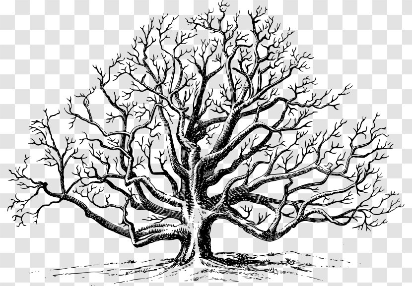 Eastern Black Walnut African Trees Clip Art - Twig Transparent PNG