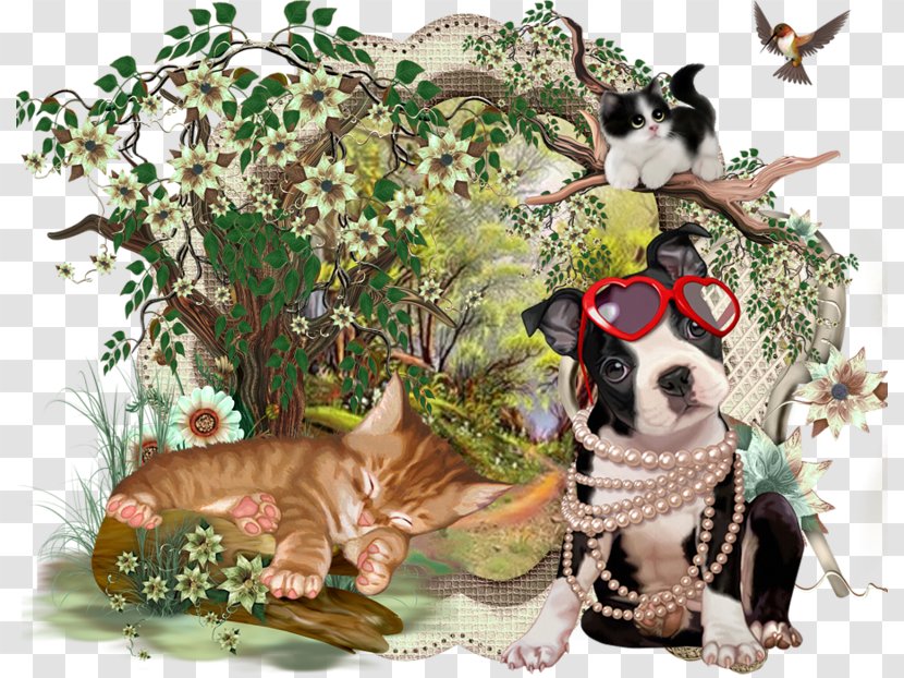 Cat Boston Terrier Graphic Art PTM Dog Breed - Fauna Transparent PNG