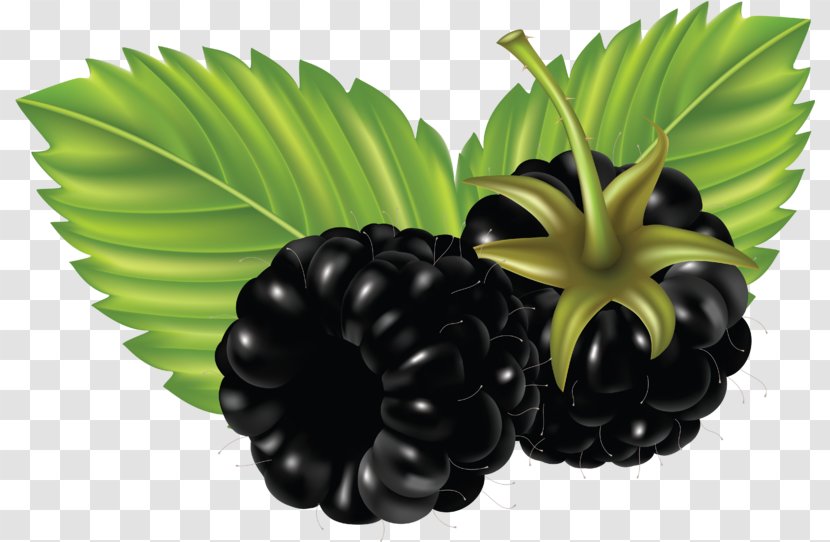 Blackberry Desktop Wallpaper Clip Art - Blackcurrant Transparent PNG