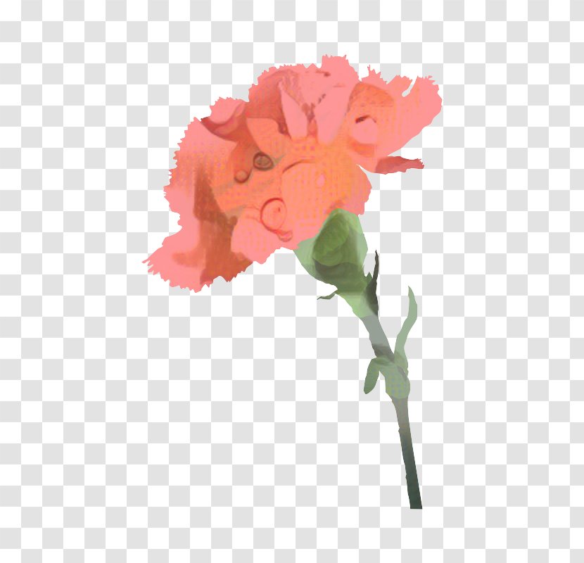 Portable Network Graphics Mother's Day Flower Image Carnation - Drawing - Dianthus Transparent PNG