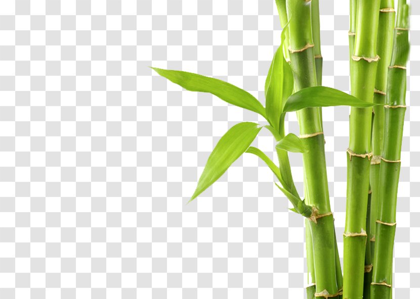 Tropical Woody Bamboos Stock Photography Royalty-free - Royalty Payment - BAMBOO BACKGROUND Transparent PNG