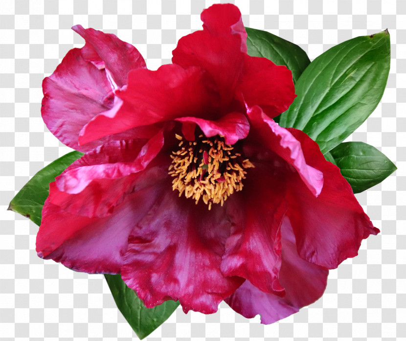 Peony Flower Annual Plant Herbaceous Plant Camellia Transparent PNG