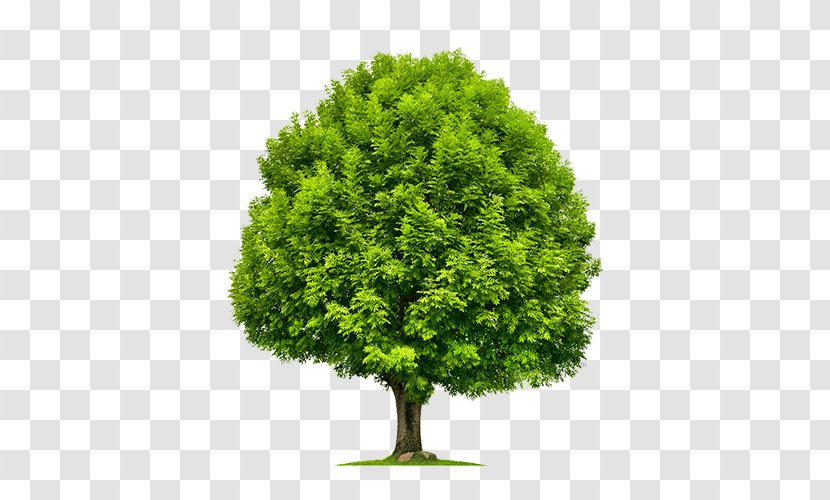 Emerald Ash Borer Tree Green Stock Photography Shrub - Frame - Baum Transparent PNG
