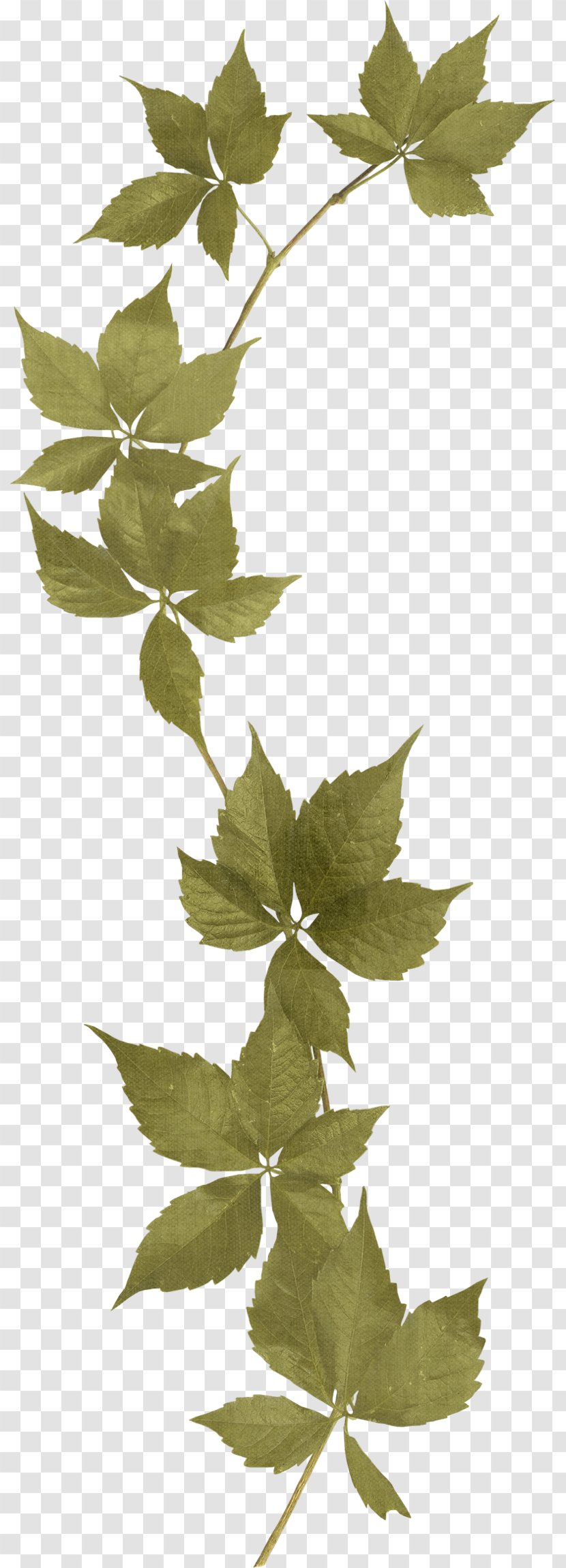 Flower Rose - Tree - Green Leaves Transparent PNG