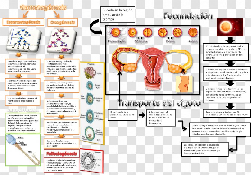 Fertilisation Implantation Midwifery Embryo Obstetrics - Tree - Pregnancy Transparent PNG