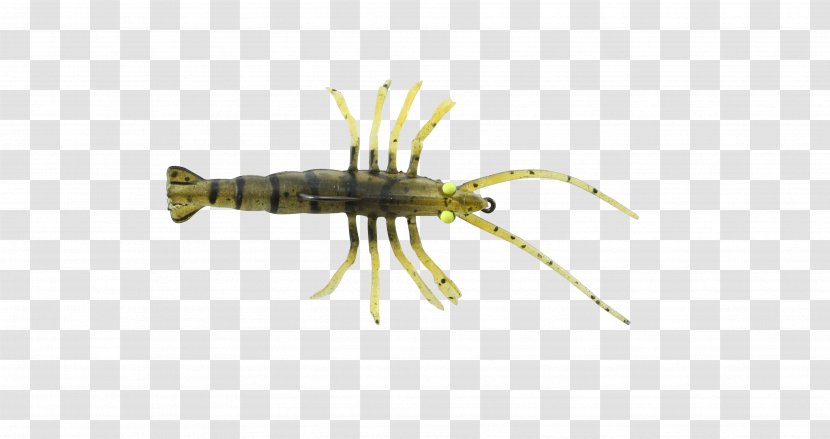 Thermoplastic Elastomer Shrimp Decapoda Elasticity Insect - Organism Transparent PNG