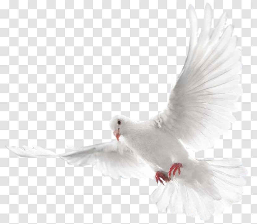 Columbidae Doves As Symbols Holy Spirit Domestic Pigeon - Christian Church - Bird Ring Transparent PNG