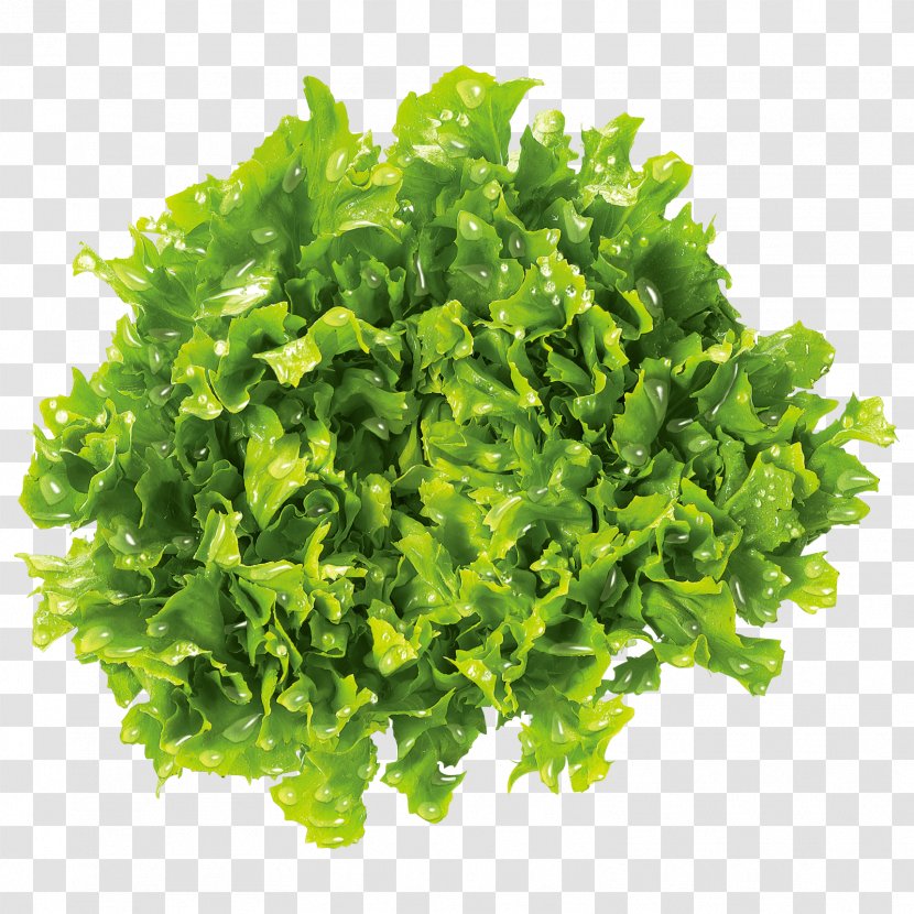 Leaf Vegetable Brassica Juncea Mustard Plant Food Parsley - Recipe - Salad Transparent PNG