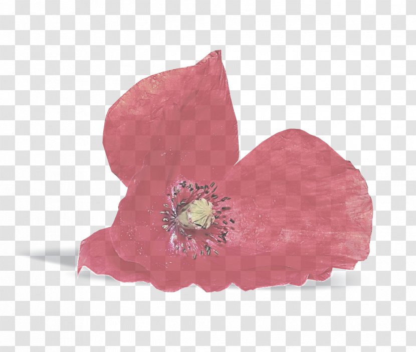 Pink Petal Flower Plant Poppy Family - Hibiscus Transparent PNG