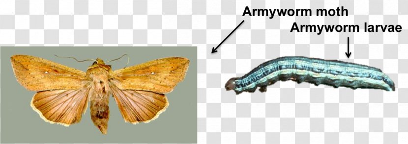 Moth Larva Mayfield School, Adult Fall Armyworm - Kansas Wheat Fields Transparent PNG