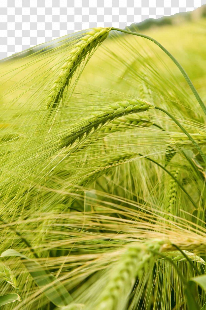 Wheat Crop High-definition Television Barley Wallpaper - Rye - Rice Background Transparent PNG