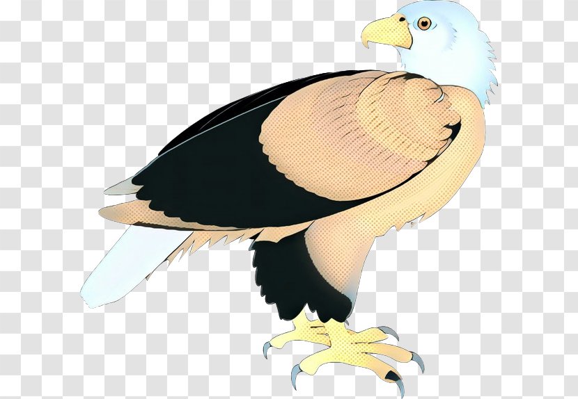 Bird Beak Vulture Cartoon Of Prey - Eagle - Bald Condor Transparent PNG
