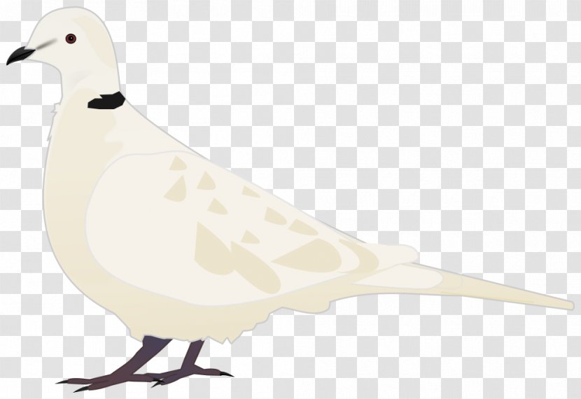 Beak Columbidae Seabird Domestic Pigeon - Feather - Bird Transparent PNG
