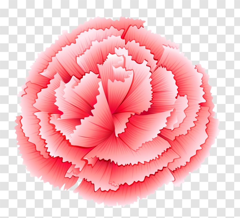 Carnation Pink Flowers Stock Photography Illustration - I Transparent PNG