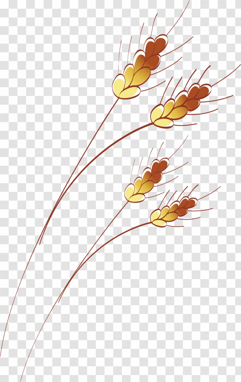 Floral Design - Art - Wheat Vector Material Transparent PNG