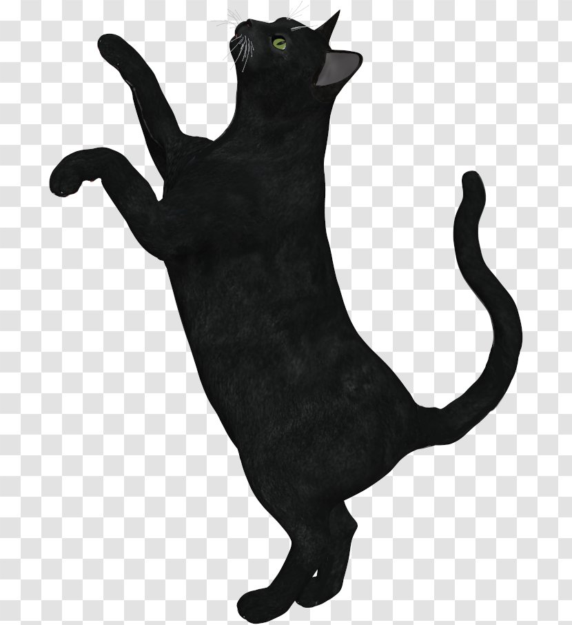 Black Cat Domestic Short-haired Whiskers Panther - Paw Transparent PNG