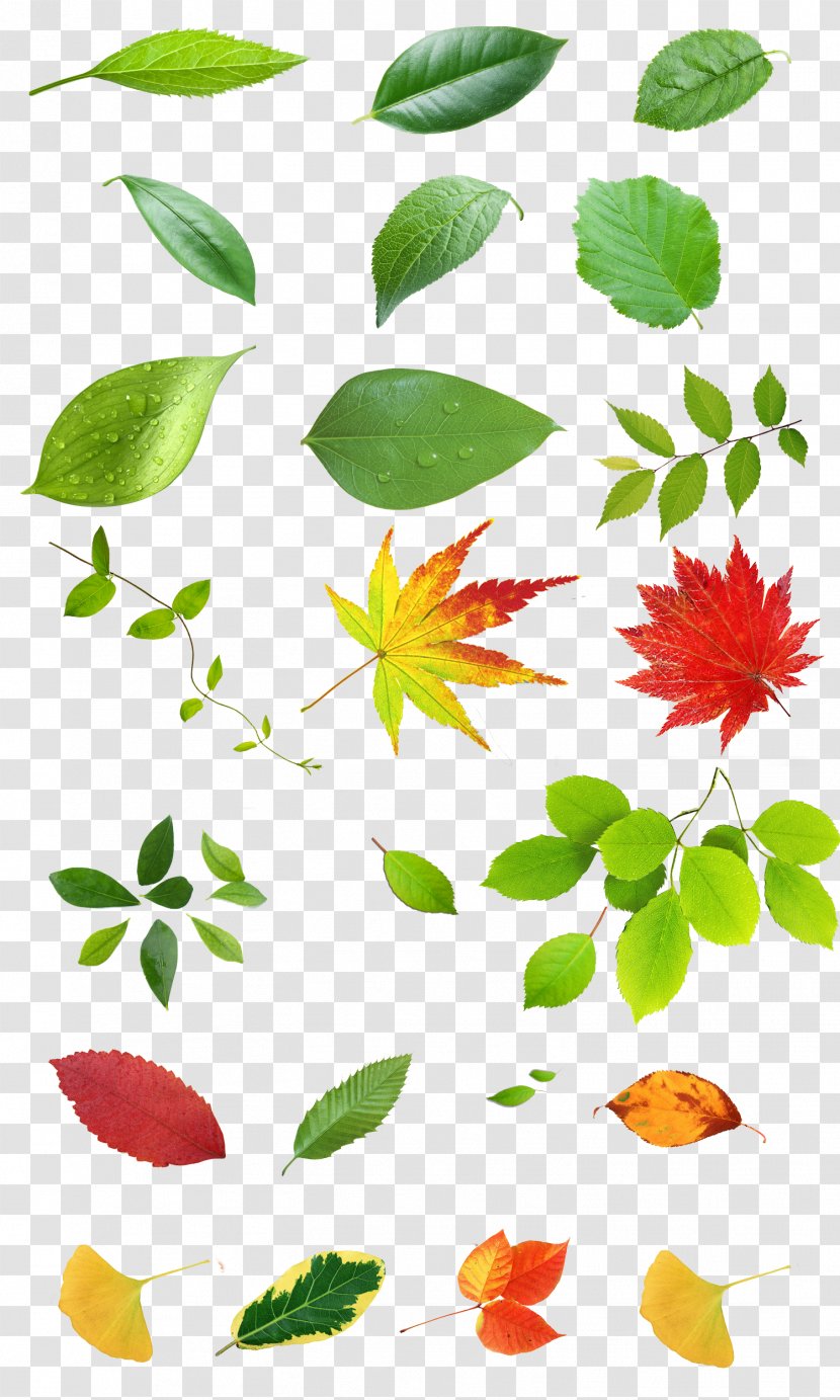 Petal Plant Stem Illustration - Leaves Transparent PNG