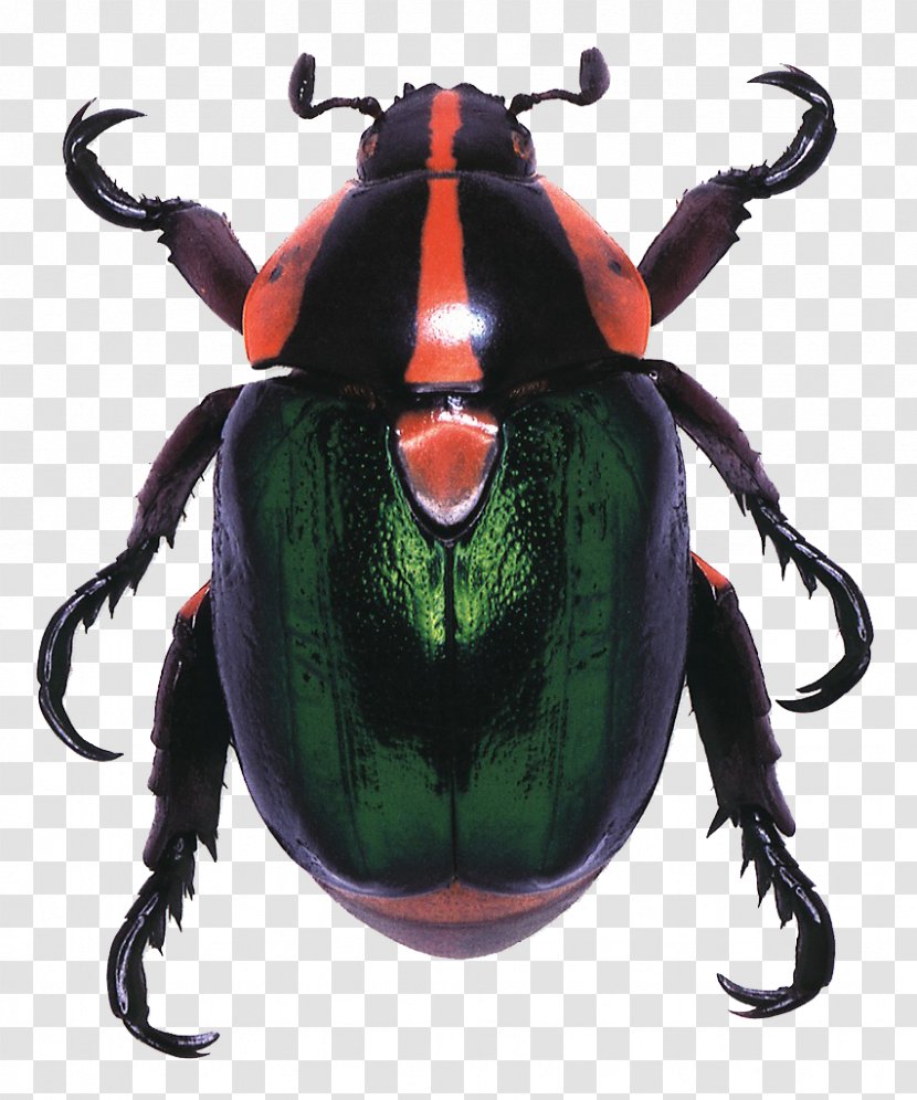 Living Jewels: The Natural Design Of Beetles Amazon.com Blind Watchmaker Book - Entomology - Creative Beetle Transparent PNG