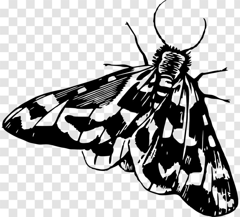 Butterfly Drawing - Swallowtails - Skipper Melanargia Transparent PNG