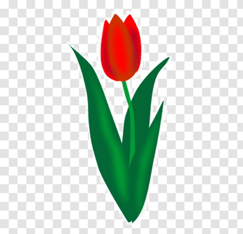 Tulip Clip Art - Lily Family Transparent PNG