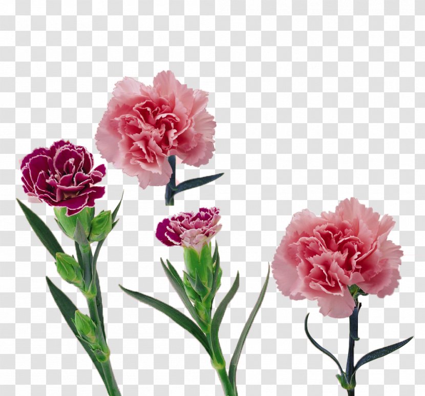 Carnation Flower Mother's Day - Petal - Festival Transparent PNG