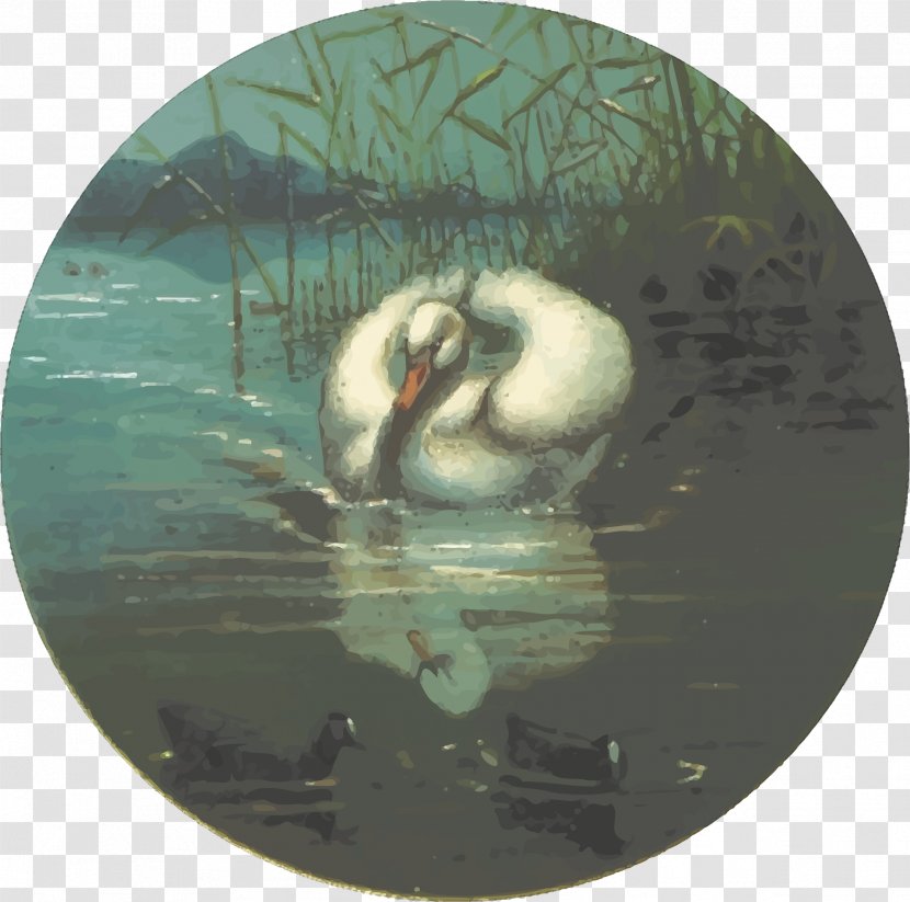 Cygnini Feathered Favourites: British Birds Duck Drawing - Swan - Love Transparent PNG