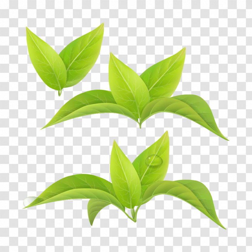 Green Tea Leaf White Matcha - Plant Transparent PNG