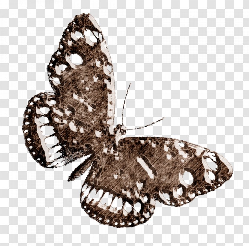 Butterfly Moth Icon - Pollinator Transparent PNG