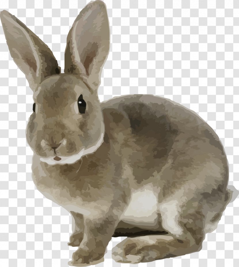 White Rabbit Domestic Brown Pet Burrow - Gray Cute Little Vector Material Transparent PNG