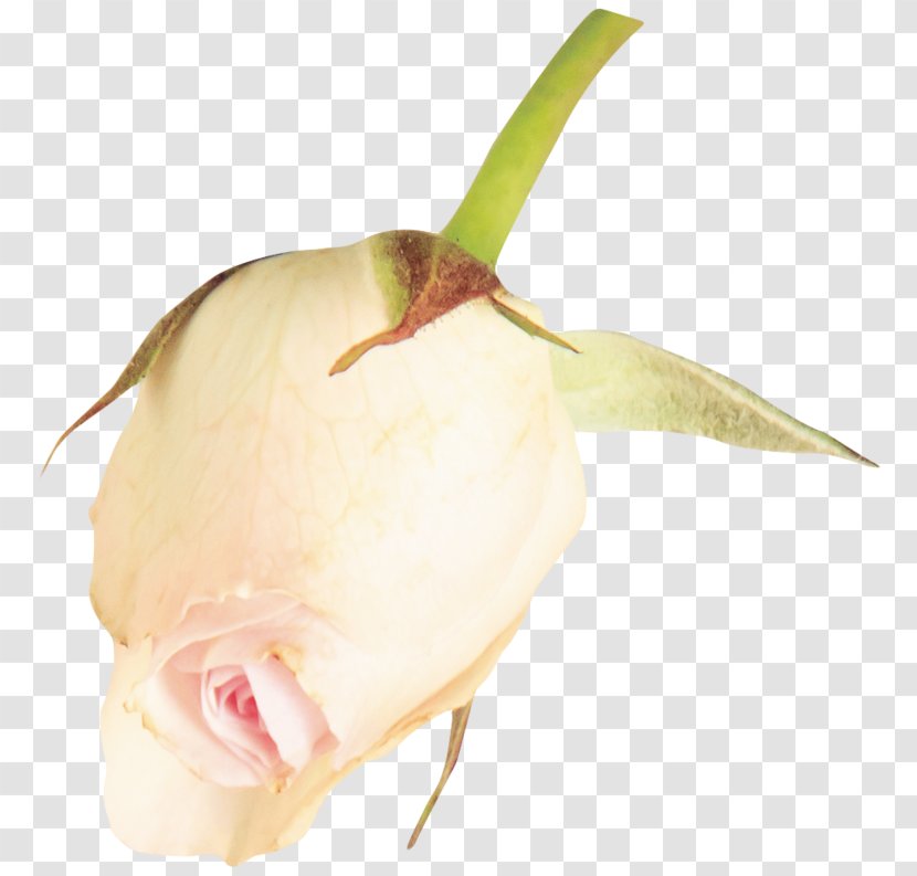 Rose Family Plant Stem Bud Transparent PNG