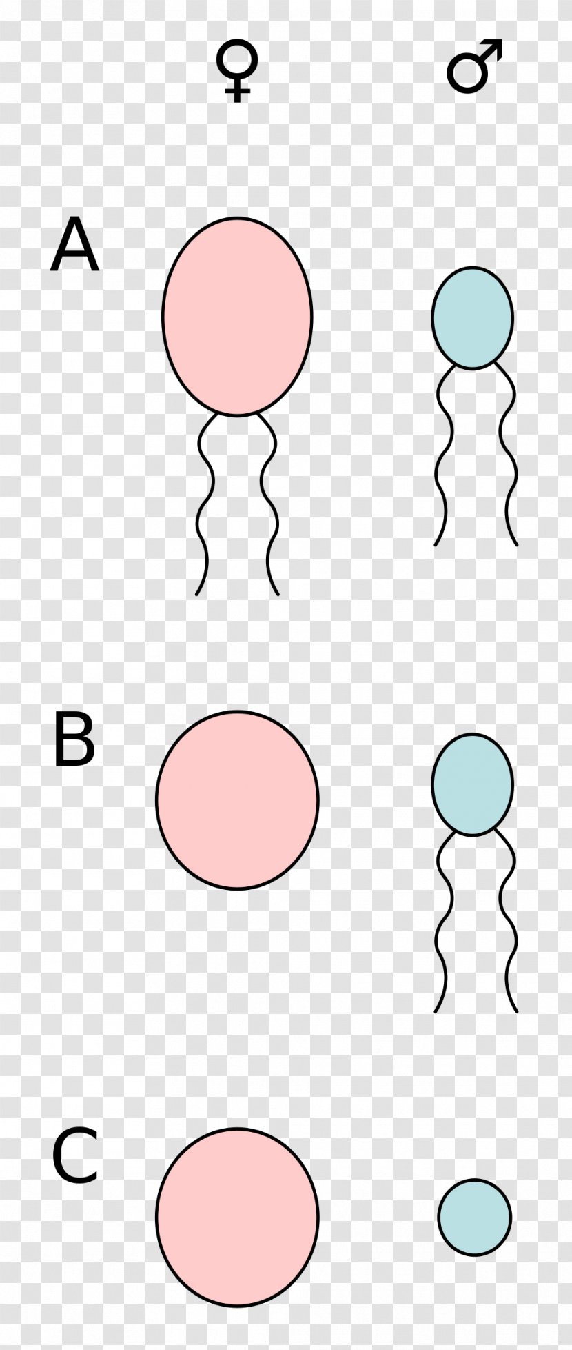 Anisogamy Oogamy Gamete Motility - Silhouette - Tree Transparent PNG