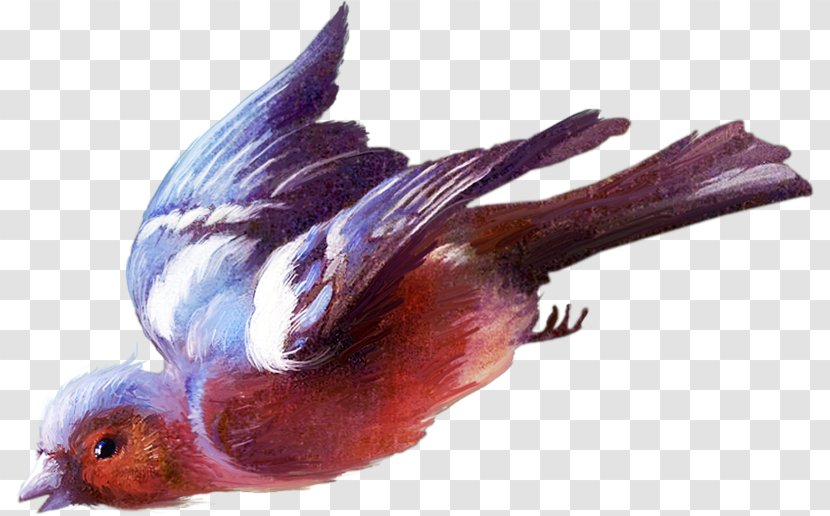 Bird Beak Animal Feather - Organism Transparent PNG