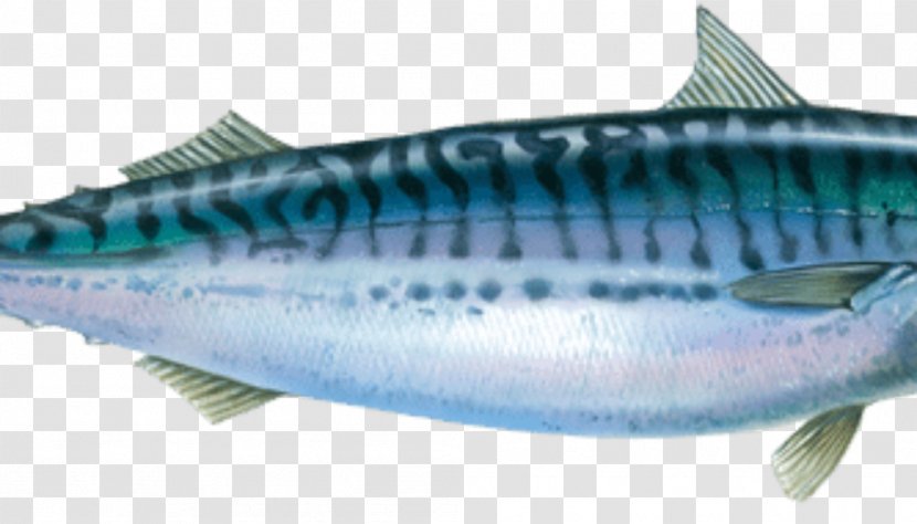 Atlantic Mackerel Pollachius Horse Fish - Mackerels Transparent PNG