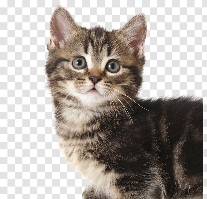 Munchkin Cat Persian Kitten Scottish Fold Food - Mammal Transparent PNG