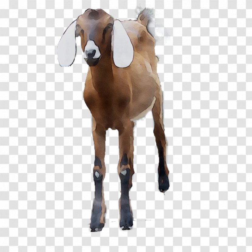 Goat Mustang Snout Naturism Horse - Liver - Vertebrate Transparent PNG