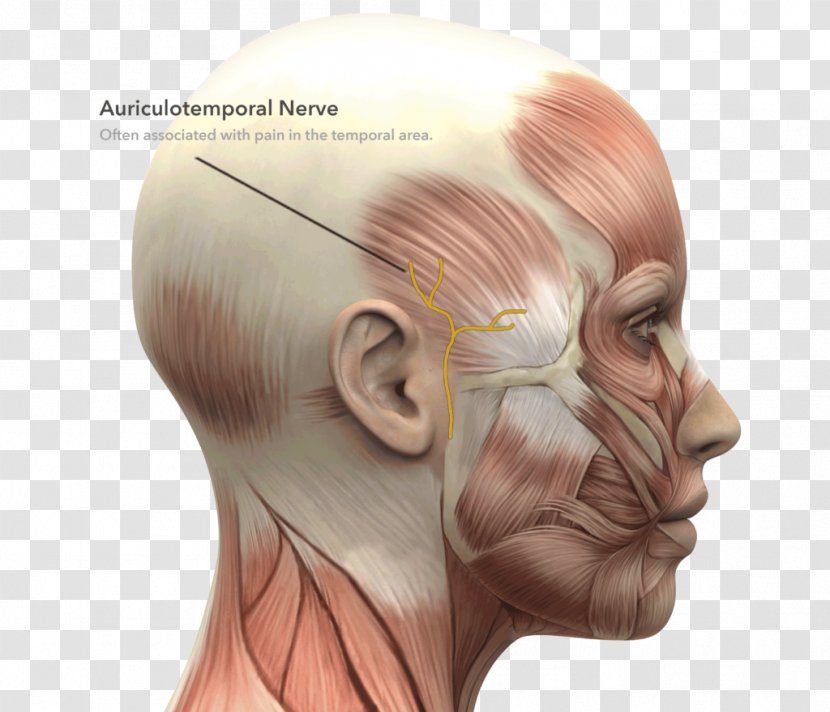 Facial Muscles Face Anatomy Nerve - Heart Transparent PNG
